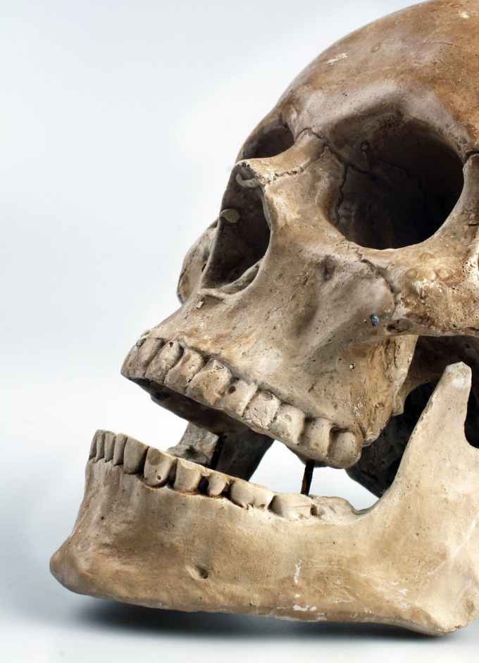 skull-color-teeth-46510.jpeg